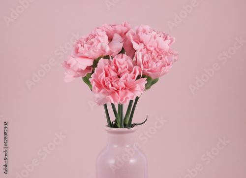 pink carnation isolated in pink background