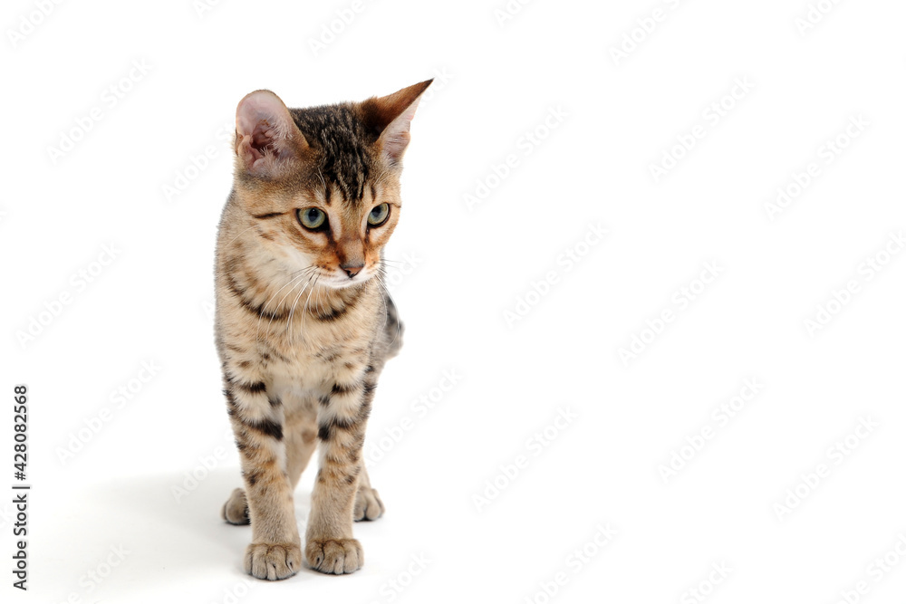 Fototapeta premium A purebred smooth-haired cat stands on a white background