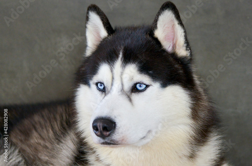 siberian husky dog