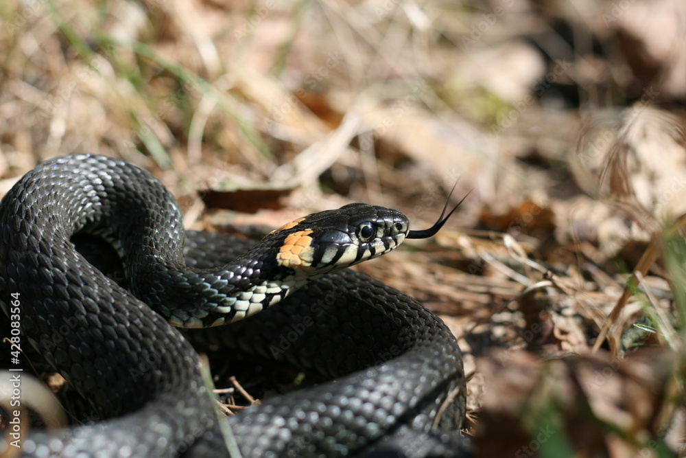 snake in the grass snake in the grass