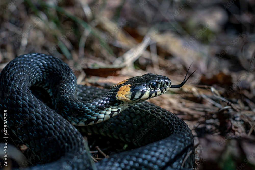 snake in the grass snake in the grass