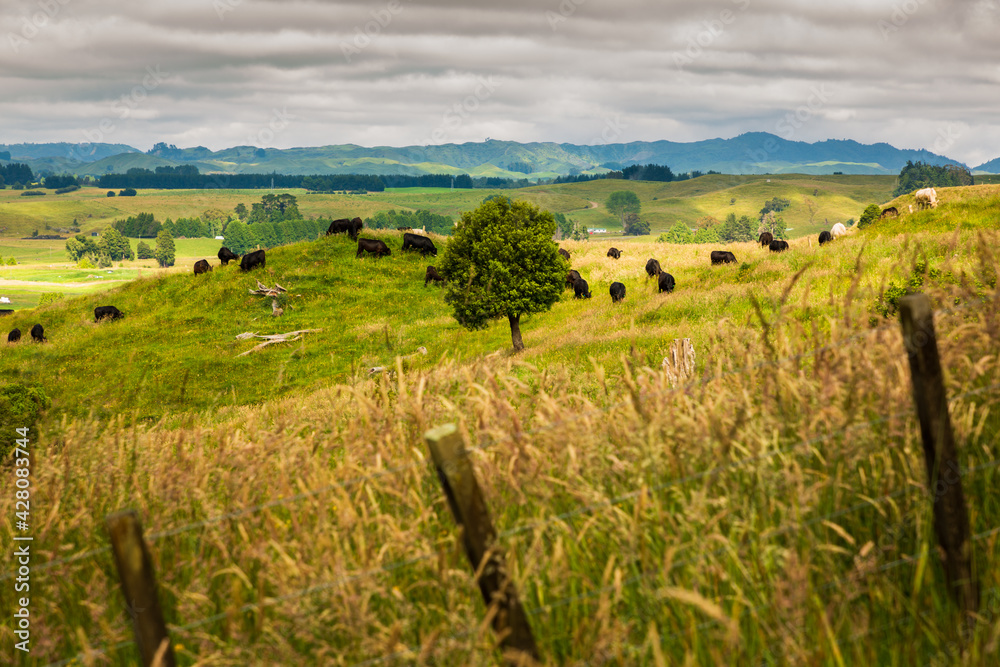 Cattle grazing in New Zealand countryside