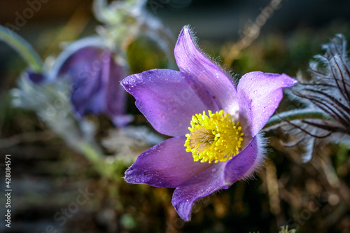 close up of a Pulsatilla
