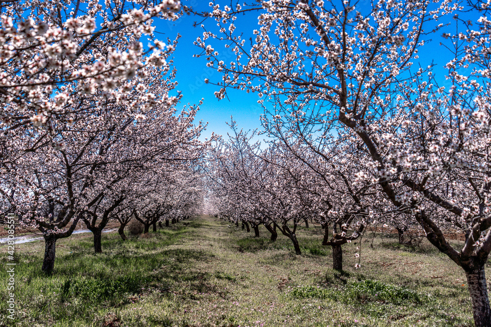 Orchard of White Almond Blossoms Against Blue Spring Sky Orchard of White Almond Blossoms Against Blue Spring Sky