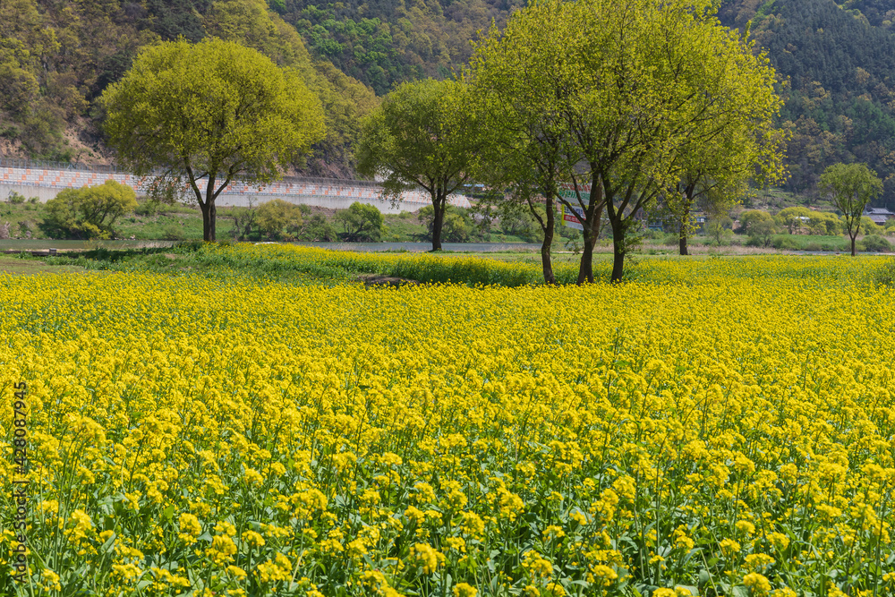 Spring scenery in full bloom of rape flowers Spring scenery in full bloom of rape flowers