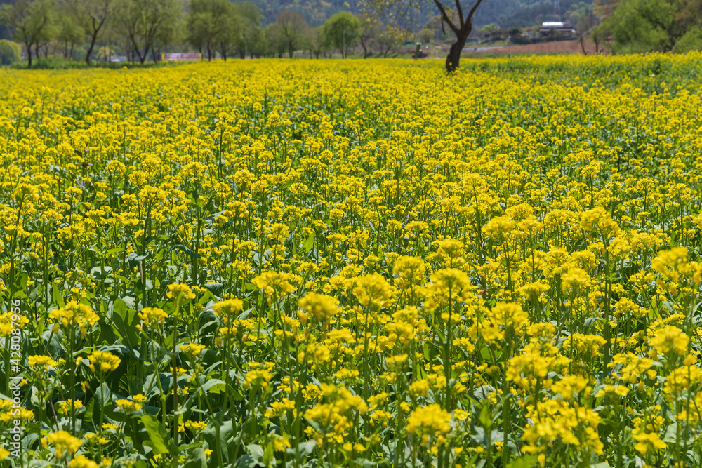 Spring scenery in full bloom of rape flowers Spring scenery in full bloom of rape flowers