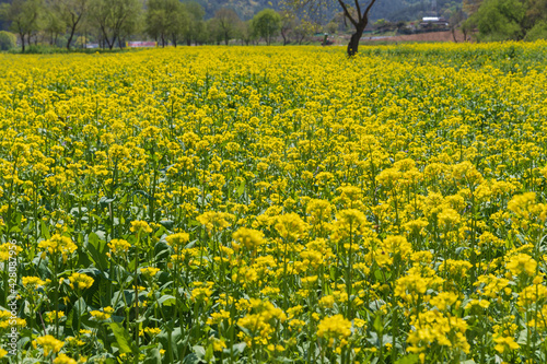 Spring scenery in full bloom of rape flowers © 포토그래퍼찰리채플린
