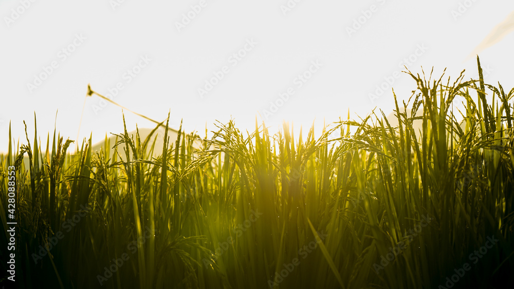 Fototapeta premium green grass and sun