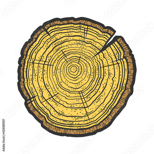 Tree cross section saw cut tree ring dating color sketch engraving vector illustration. T-shirt apparel print design. Scratch board imitation. Black and white hand drawn image.