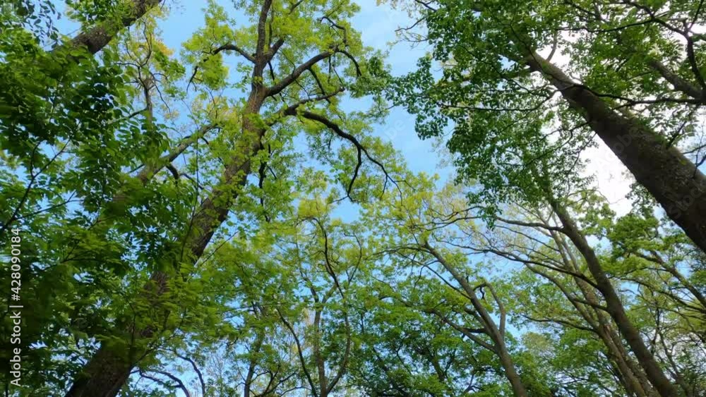 森の中を上を見上げて歩くイメージ 森の中を上を見上げて歩くイメージ