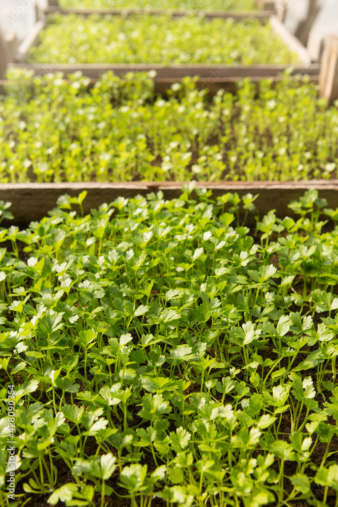 growing celery seedlings in a greenhouse, many young green shoots growing celery seedlings in a greenhouse, many young green shoots