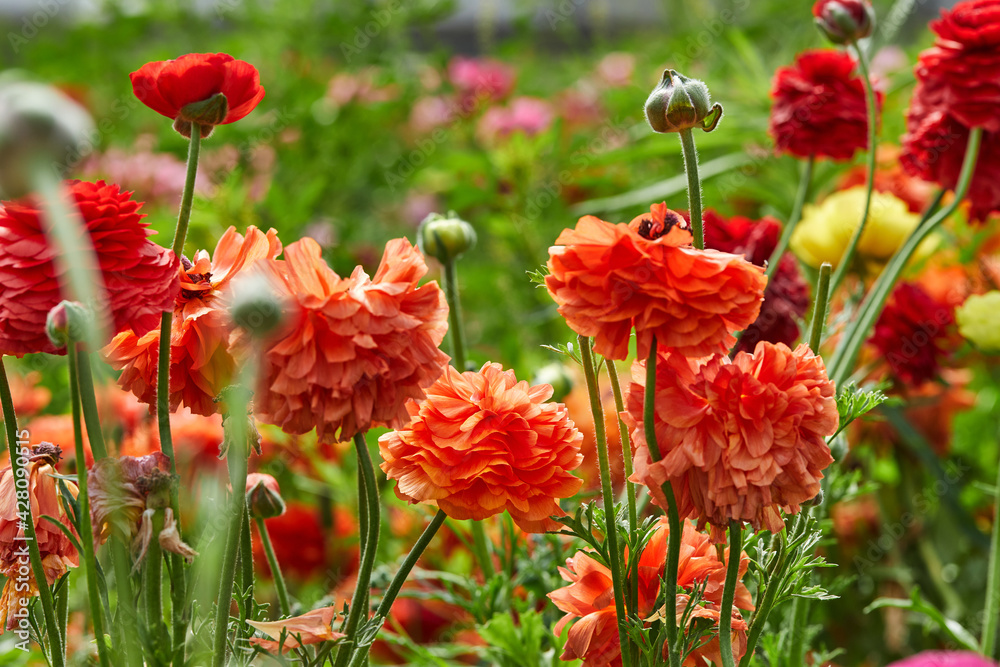 Collecting beautiful colorful flowers on the farm in the greenhouse is great attraction for relaxation Collecting beautiful colorful flowers on the farm in the greenhouse is great attraction for relaxation