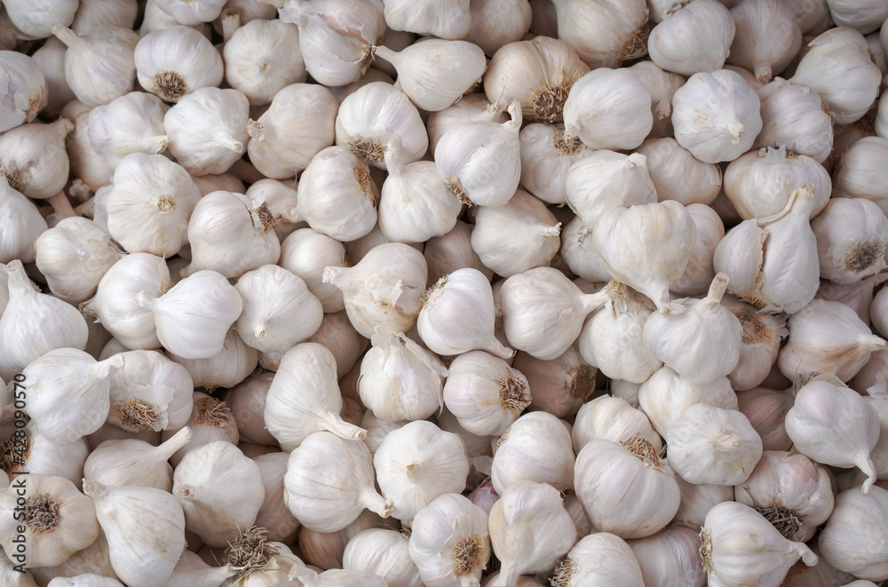 Background of young healthy garlic Background of young healthy garlic
