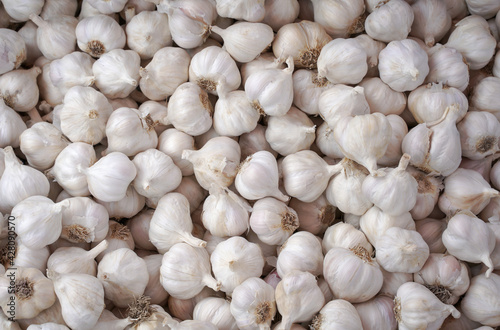 Background of young healthy garlic