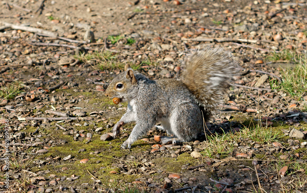 Squirrel with acorn in its mouth in Central Park. New York City Squirrel with acorn in its mouth in Central Park. New York City