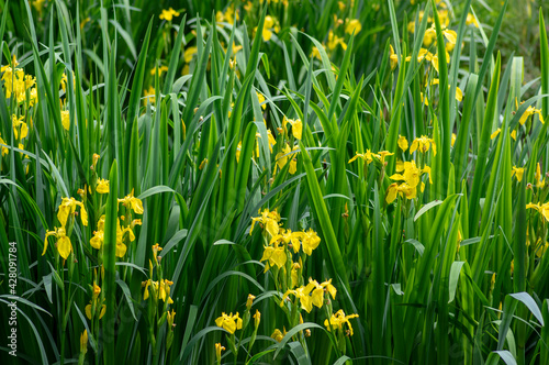 Iris pseudacorus bright yellow water flag flowers in bloom, beautiful flowering water plant