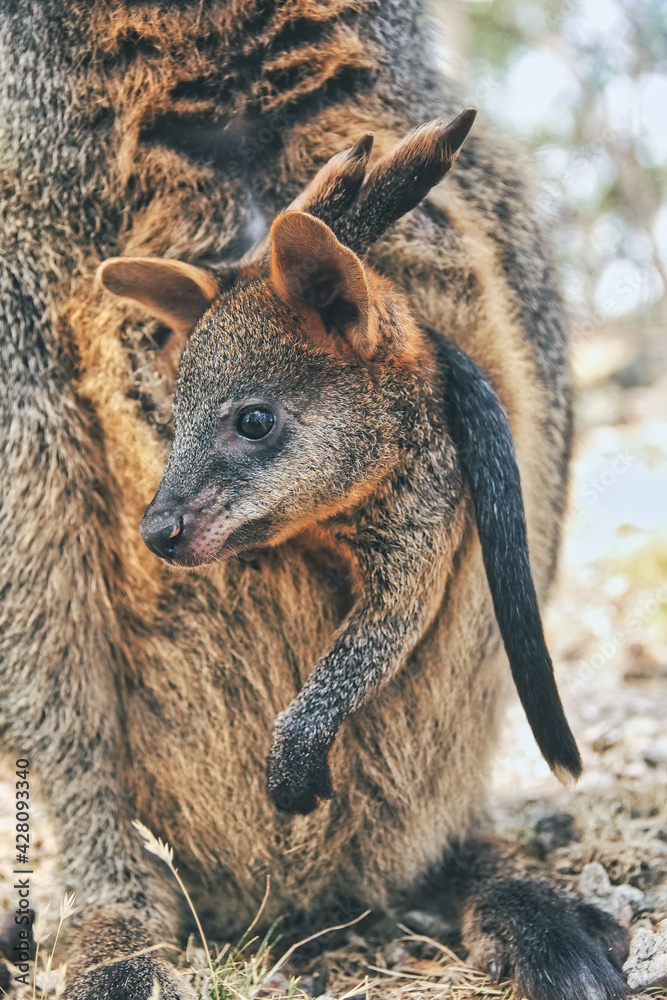 Cute small baby red kangaroo, or known as joey resting in her mother's pouch. Adelaide, Australia. Cute small baby red kangaroo, or known as joey resting in her mother's pouch. Adelaide, Australia.