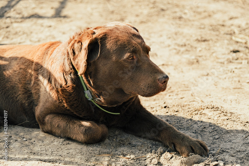 The look of a dog lying on the ground. A red dog is photographed in close-up. Walking the dog. The mood for a walk with the dog.