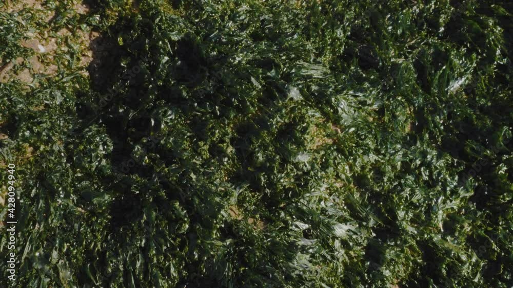 Green seaweed, algae, sea vegetables in water on the beach in Essaouira, Morocco. Slow-motion. Green seaweed, algae, sea vegetables in water on the beach in Essaouira, Morocco. Slow-motion.