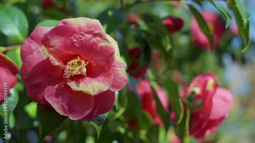 The hybrid flowering quince produces scarlet flowers in the spring The hybrid flowering quince produces scarlet flowers in the spring