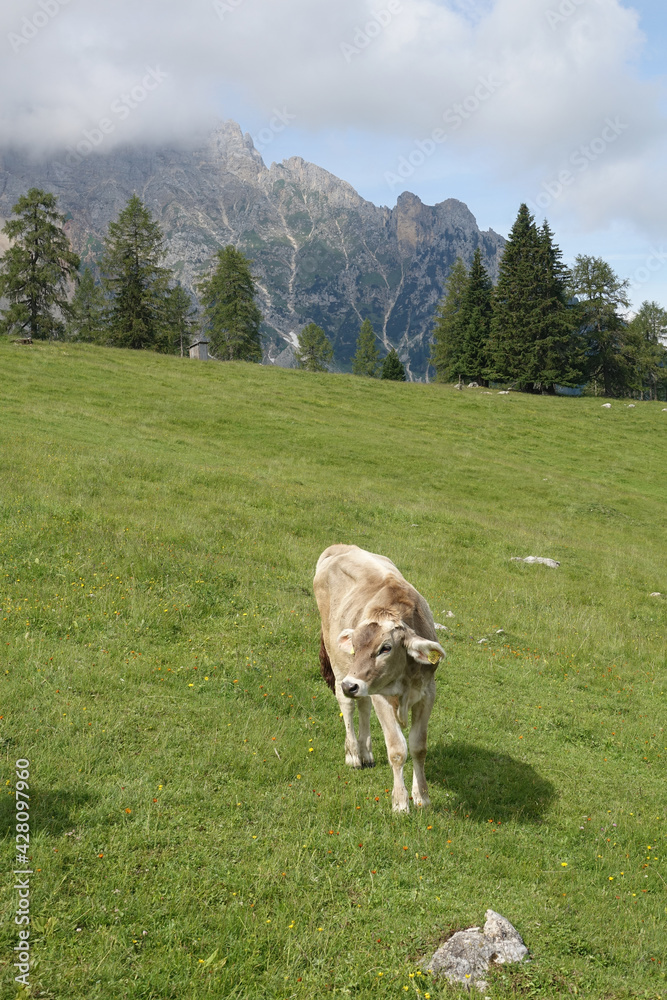 Fototapeta premium Kuh auf den Latemarwiesen