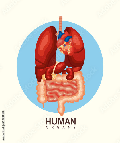 internal human organs
