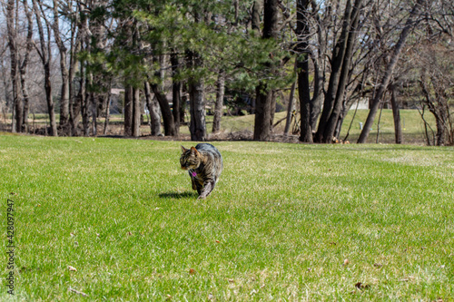 This image shows a low angle view of a gray and brown striped tabby cat walking across a large grass lawn towards the camera on a sunny day, with tree