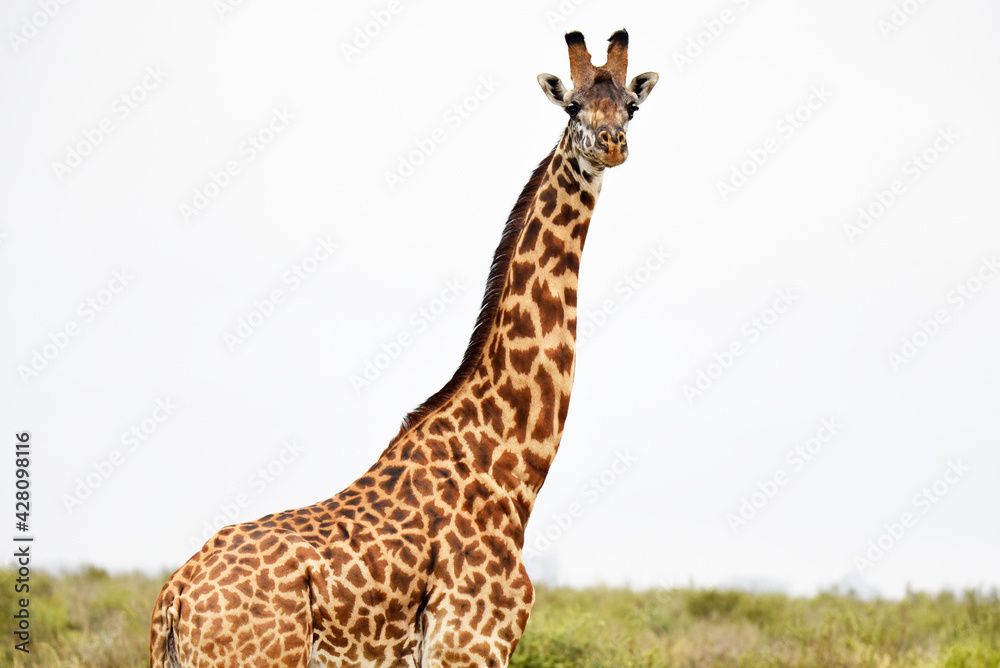 Obraz premium giraffe, animal, wildlife, safari, wild, nature, mammal, Kenya,