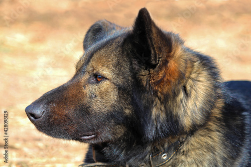 Portrait of a dog in profile, looking into the distance, shepherd breed.