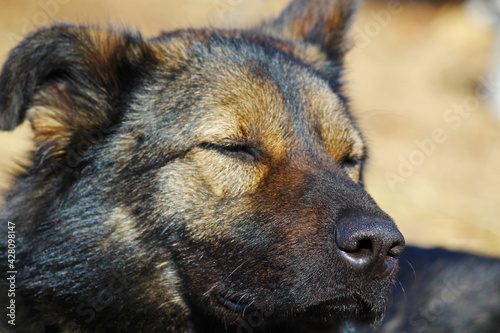Portrait of a dozing dog, shepherd breed.
