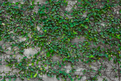green grass on a stone wall
