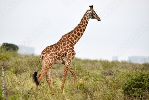 Sticker giraffe, animal, wildlife, safari, wild, nature, mammal, Kenya,