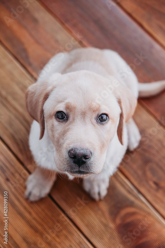 Top view portrait of beige puppy labrador retriever. The dog is sitting and looking at the camera. Vertical photo. Pets