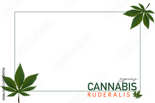 cannabis species concept, Green leaf of Ruderalis cannabis  on White background.
Copy space for advertisement and business. 