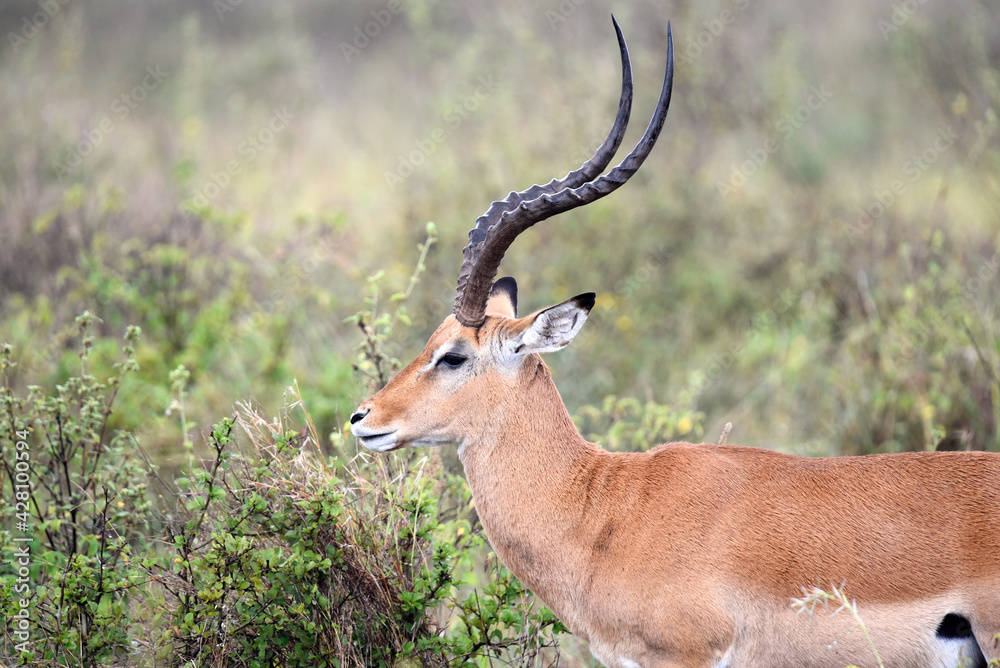 antelope, animal, gazelle, impala, wildlife, safari, mammal, antelope, animal, gazelle, impala, wildlife, safari, mammal,