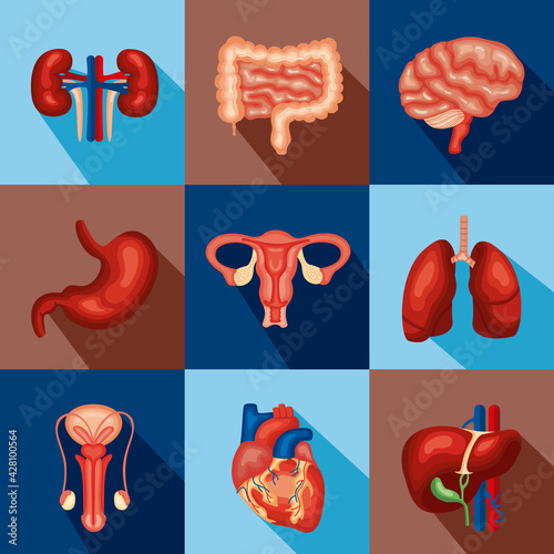 nine internal organs