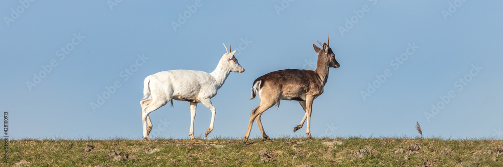 Fototapeta premium damwild