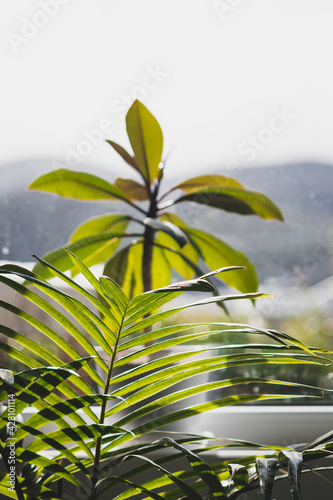 palm tree and frangipani plants in pots indoor by the window with backyards bokeh