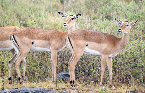 antelope, animal, gazelle, impala, wildlife, safari, mammal,