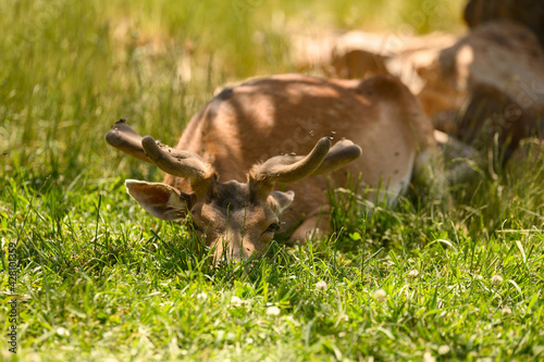 Fototapeta Naklejka Na Ścianę i Meble -  Closeup of an adorable deer with long antlers laying on the grassy field in the park