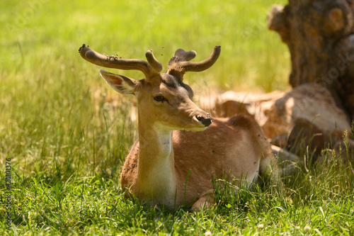 Fototapeta Naklejka Na Ścianę i Meble -  Closeup of an adorable deer with long antlers laying on the grassy field in the park