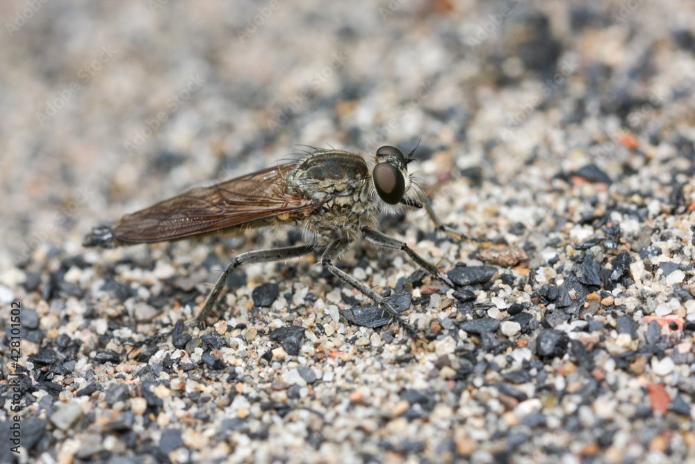 The Asilidae are the robber fly family, also called assassin flies The Asilidae are the robber fly family, also called assassin flies
