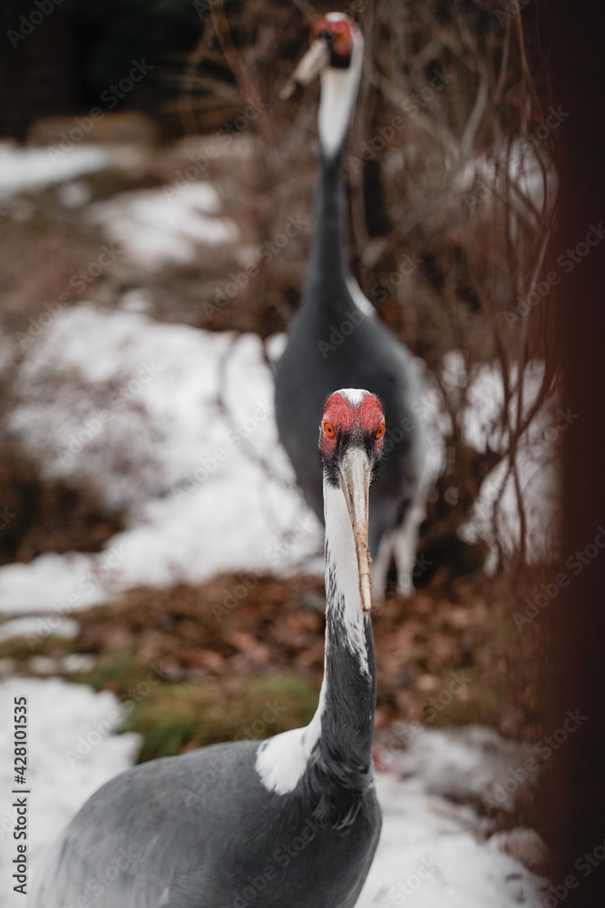 Fototapeta premium black and white swan