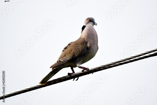 black-backed shrike