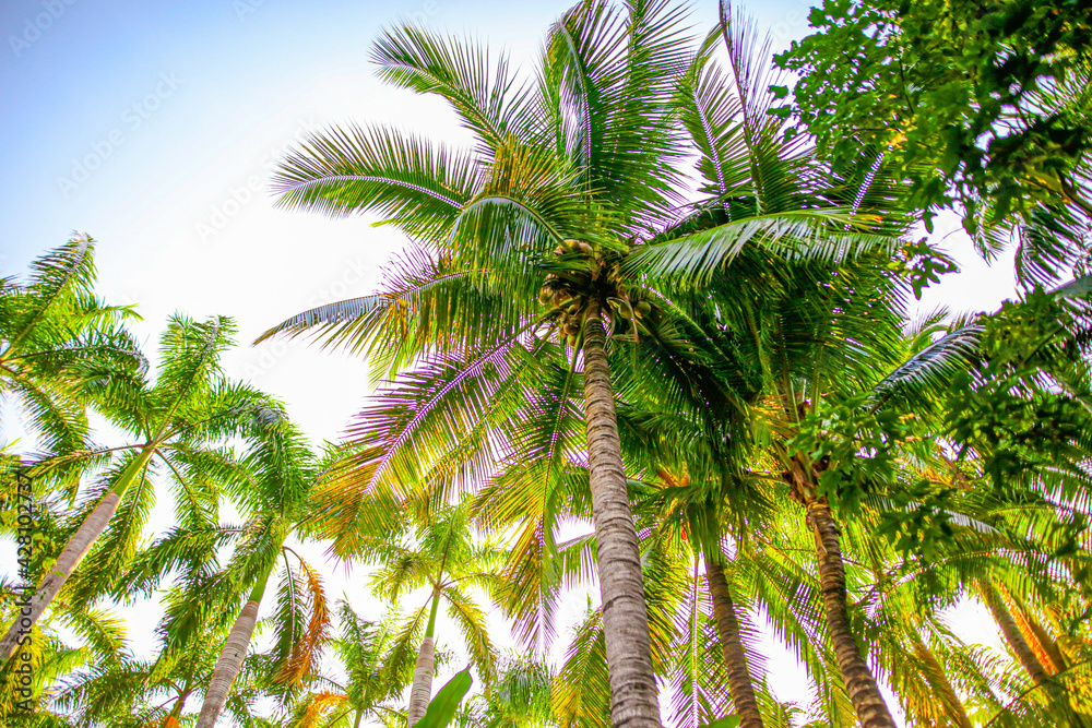 Fototapeta premium Beautiful palm trees against the blue sky