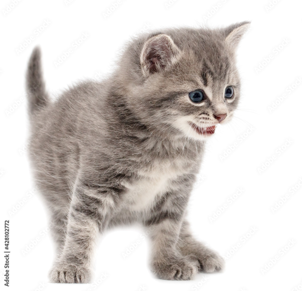 Little fluffy kitten isolated on a white Little fluffy kitten isolated on a white