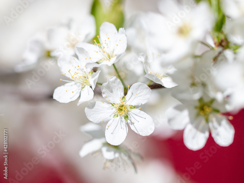 White flowers on a fruit tree on a red background