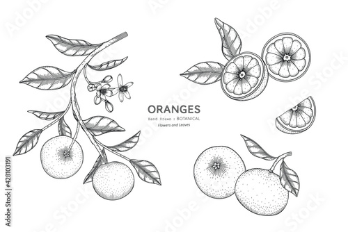 Oranges fruit hand drawn botanical illustration with line art.