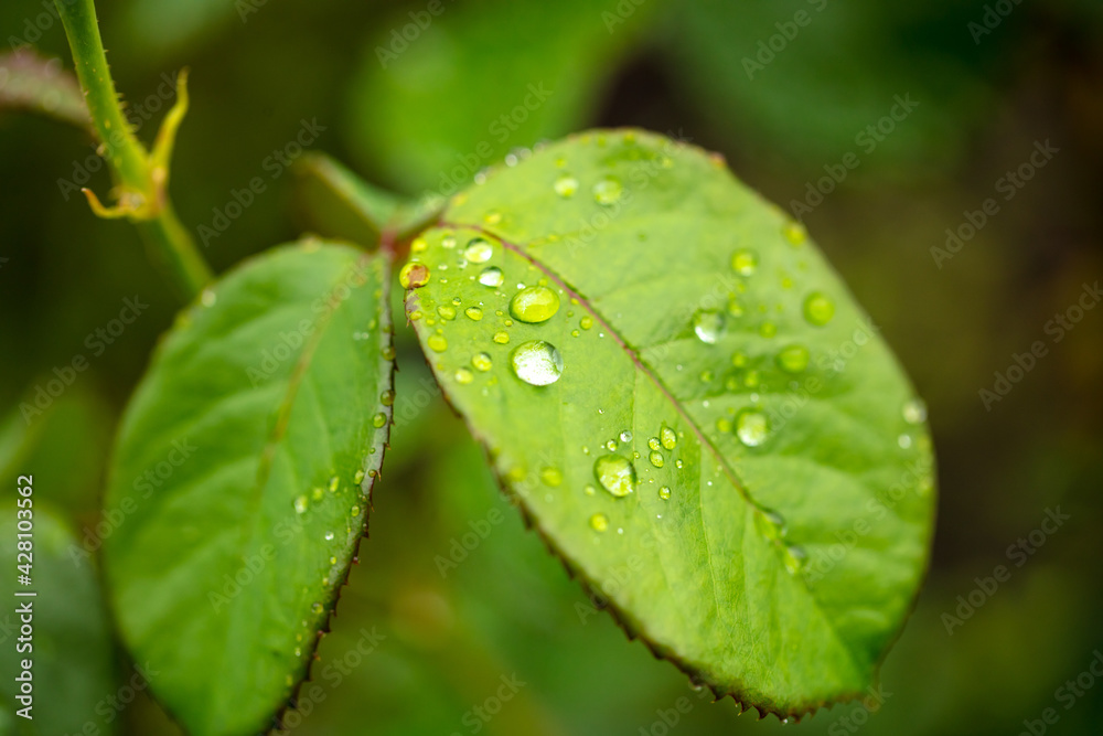 Close-up of a drop of water on a green leaf Close-up of a drop of water on a green leaf