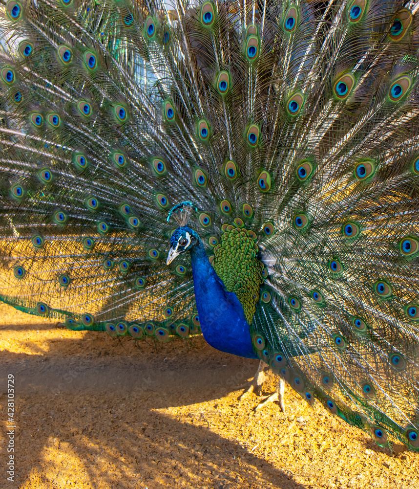 Obraz premium Fluffy peacock feathers at the zoo.